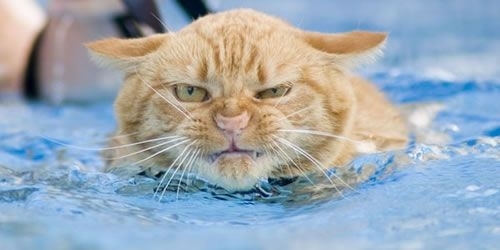 mèo không thích nước