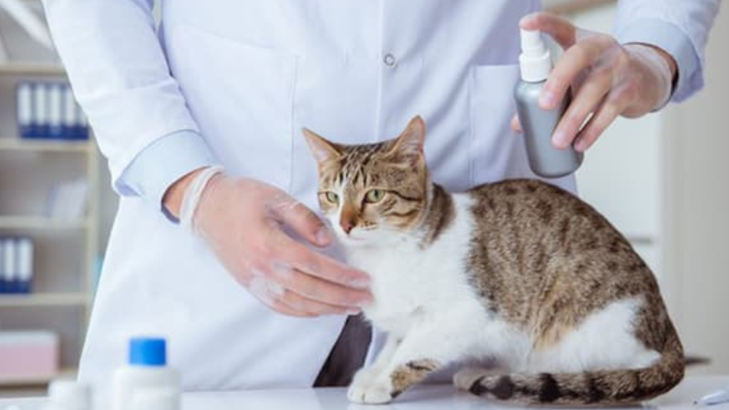 Xịt thuốc khử trùng cho mèo
