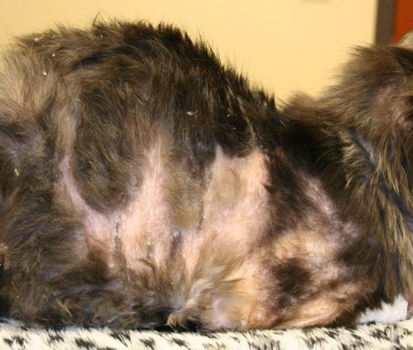 Bệnh nấm da ở mèo và cách chữa trị hiệu quả